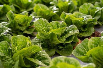 Fresh garden butter lettuce growing in rows