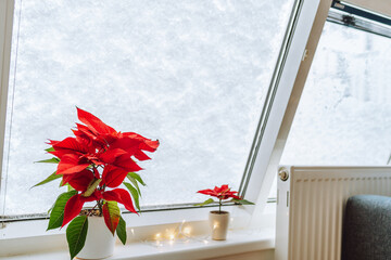 Christmas plant Christmas star, poinsettia window covered with snow