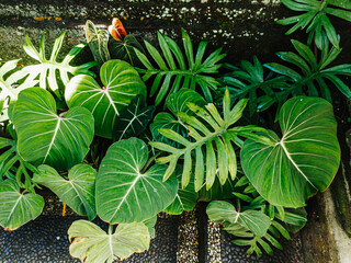 Lush Tropical Foliage with Philodendron Gloriosum and Thaumatophyllum Xanadu Leaves © David