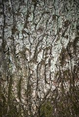 Obraz premium Close-up of texture of old tree bark with deep cracks covered with green moss and lichen. Natural forest background.