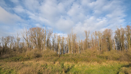 Fototapeta premium sunny bare winter forest in Vinderhoutse bossen nature reserve, Flanders, Belgium 