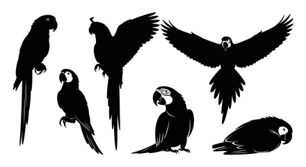 Obraz premium Collection of black parrot silhouettes in various poses,