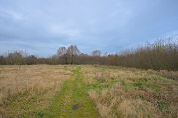 Fototapeta premium Meadow and bare winter forest in the Flemish countryside. 