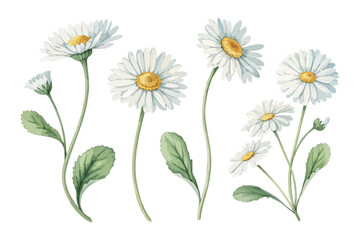 set of Watercolor Bellis Perennis Daisy, Simple Botanical Floral Vector Isolated on White © Tanvir Rana