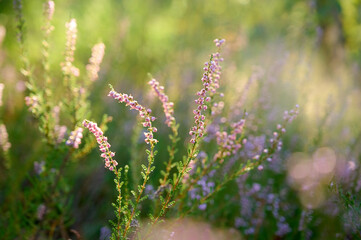 Pink common heather (Calluna vulgaris) blossoming outdoors.