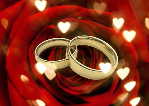 Wedding golden Rings on fresh red rose