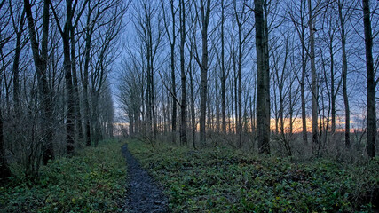 Obraz premium Colourful winter evening sky in the forest of Vinderhoutse bossen nature reserve, Ghent, Flanders, Belgium 