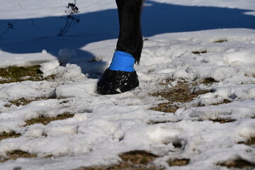 Pferdebein im Schnee mit Hufverband