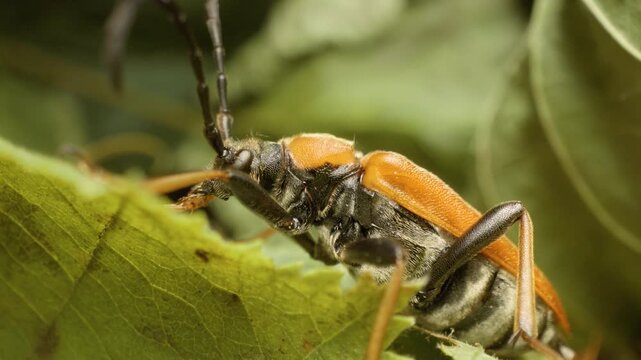 Female red-brown longhorn beetle (Stictoleptura rubra) on a leaf.