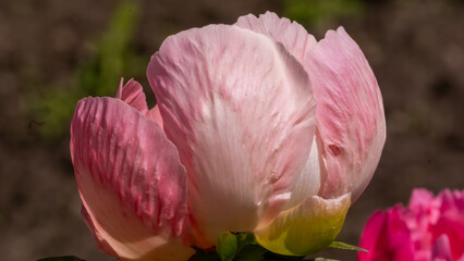 Detailed close-up of budding pink peony petals
