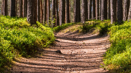 Sunlight filtering through pine forest hiking trail