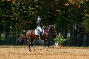 Equestrian sport, dressage competition with horse and rider performing, outdoor scene with natural light, horse show event, skill and precision, summer day in the park.