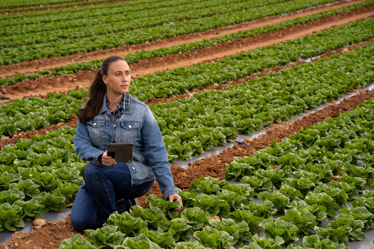 Female farmer using tablet checking lettuce field crops