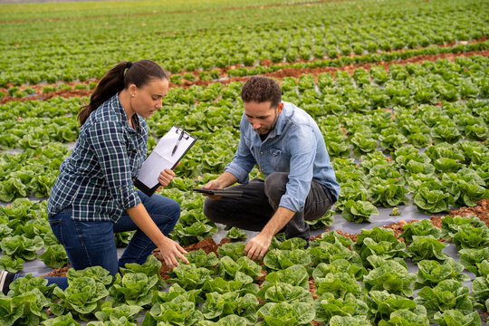 Farmers evaluating quality of lettuce crops in field