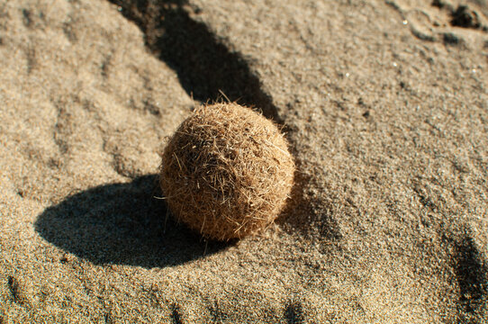 Natural Neptune ball made of seagrass fibers resting on sandy beach. Organic coastal detail showing marine ecology, shoreline texture and natural environmental processes. Posidonia Oceanica.