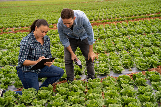 Agronomists inspecting lettuce crop using technology in field