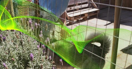 Peeking fluffy-cat pressing rear to wire fence at sunlit patio by lavender, neon-wave, copy space