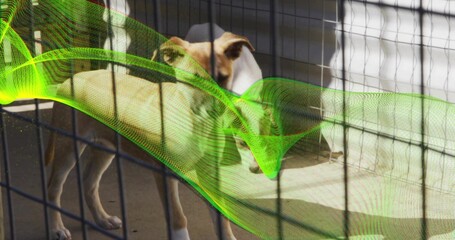 Standing medium tan white dog waiting behind wire mesh fence on concrete floor, neon-green overlay