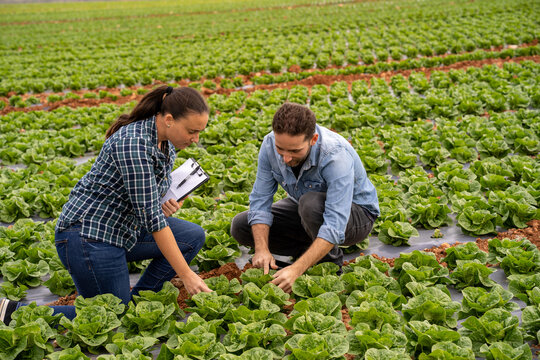 Farmers inspecting lettuce crop quality in field