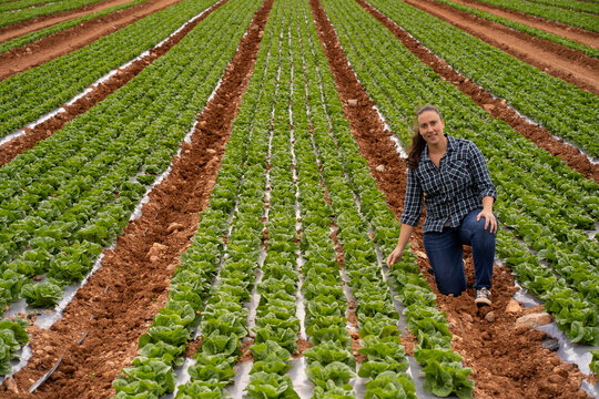 Woman farmer inspecting organic lettuce crop in field