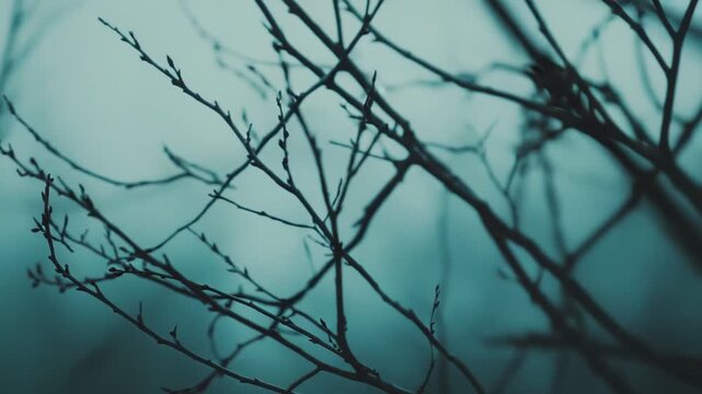 Bare tree branches stand out clearly against a soft, blurred, misty background, reflecting nature's serene dormancy and the cold, atmospheric beauty of a quiet winter landscape