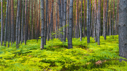 Fototapeta premium A forest has many green ferns spread across the ground. Tall trees rise above, creating a rich environment. Sunlight filters through the leaves above.