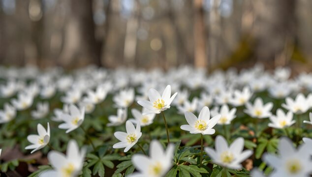 Carpet of wood anemone flowers blooming in a forest during the springtime