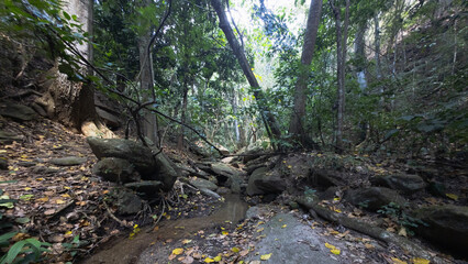  Low-angle view of a small stream flowing through a dense tropical forest with moss-covered rocks