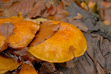 Bright orange greville`s bolete and brown fallen beech leafs in the forest, selective focus - Suillus grevillei 