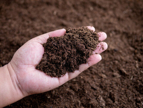 Hand holding rich organic peat moss soil for planting, agriculture and gardening preparation