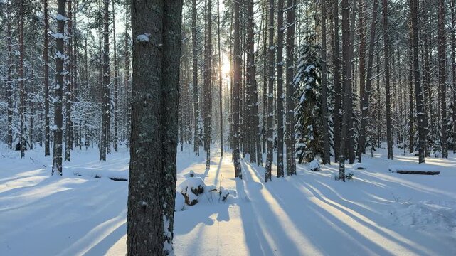 Golden Sunlight and Long Shadows in Snowy Winter Forest. Low winter sun shines through trunks of pine forest creating dramatic long shadows on deep snow. Bright and cold serene winter morning scene.