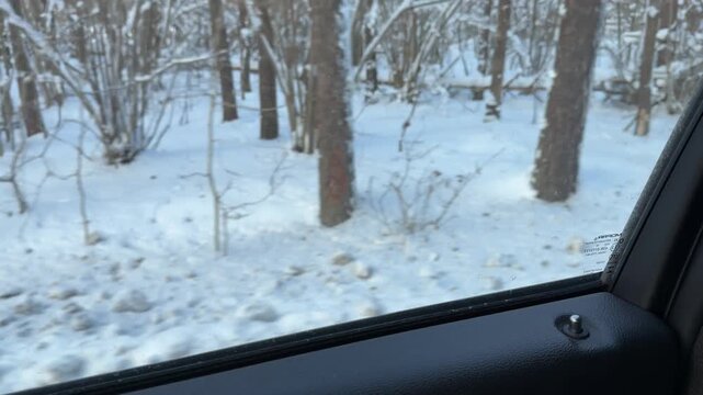 Passing Snowy Forest Trees from Car Side Window. View from moving car side window capturing dense forest in fresh snow. Trees rush by creating a sense of speed and travel through winter wilderness.