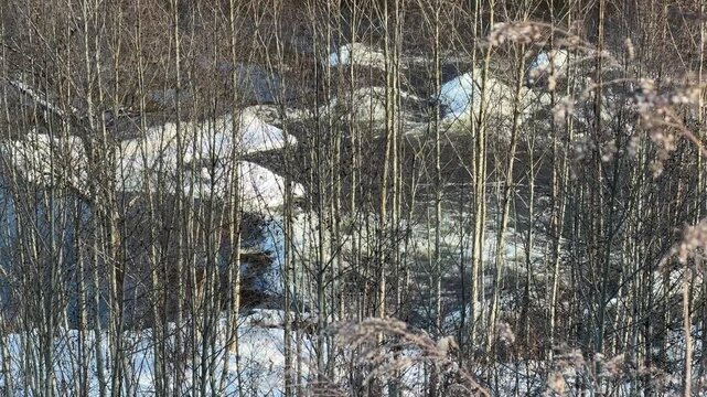 River Rapids Seen Through Dense Bare Trees in Winter. Telephoto shot looking through screen of bare tree branches at fast-flowing river with rapids. Ice and snow line riverbanks in quiet nature scene.