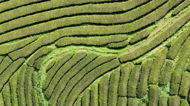 Organic geometric lines created by curved tea rows across rolling terrain of Sao Miguel Island, drone footage