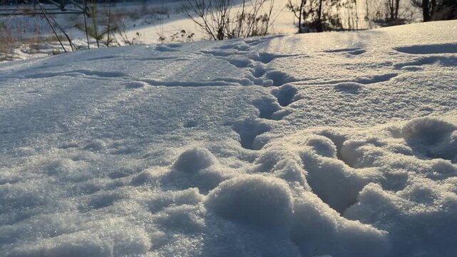 Deep Animal Tracks Leading Toward Power Lines. Trail of deep animal footprints in snow leads toward forest edge and high-voltage power lines. Sun sets in background casting long shadows over terrain.