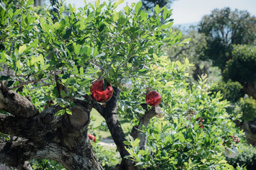 Fototapeta premium Decoration for the New Year holidays. Red colored balls like cherries for a Christmas tree, on a green bush.