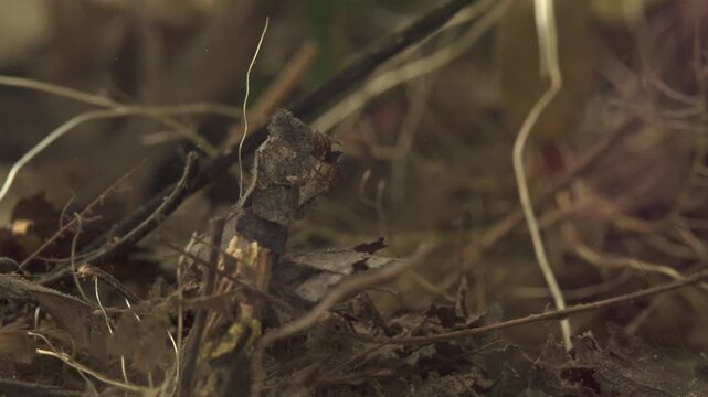 underwater view of caddisfly larva carrying its case