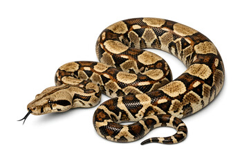 coiled snake reptile or boa constrictor isolated on white background