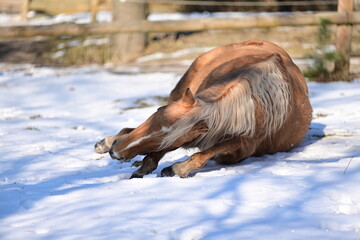 Sch&ouml;nes Pferd w&auml;lzt sich begeistert im Schnee
