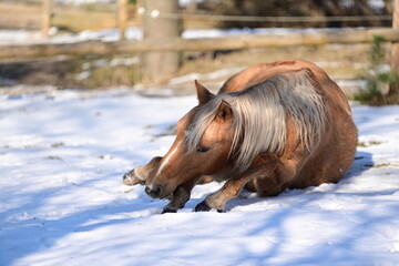 Sch&ouml;nes Pferd w&auml;lzt sich begeistert im Schnee