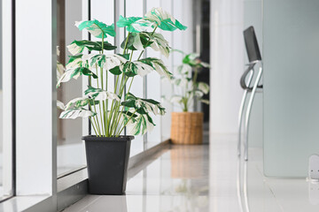 Potted variegated plants decorate a bright, modern office hallway.