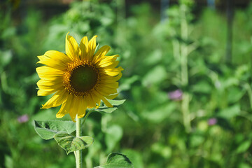 A single yellow sunflower blooming in a green field.