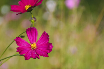 Two deep pink cosmos flowers blooming in the sunlight.