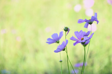 A purple cosmos flower blooming in a grassy field.