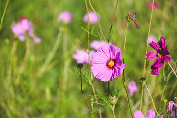 A pale pink cosmos flower blooming in a field.