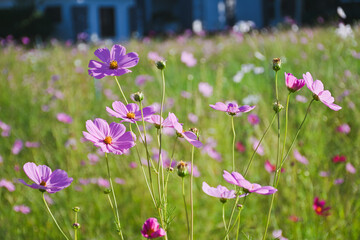 A pale pink cosmos flower blooming in a field.