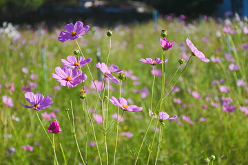 A pale pink cosmos flower blooming in a field.