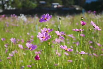 A pale pink cosmos flower blooming in a field.