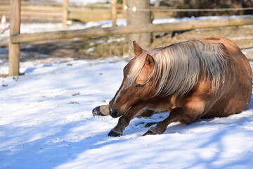 Sch&ouml;nes Pferd w&auml;lzt sich begeistert im Schnee