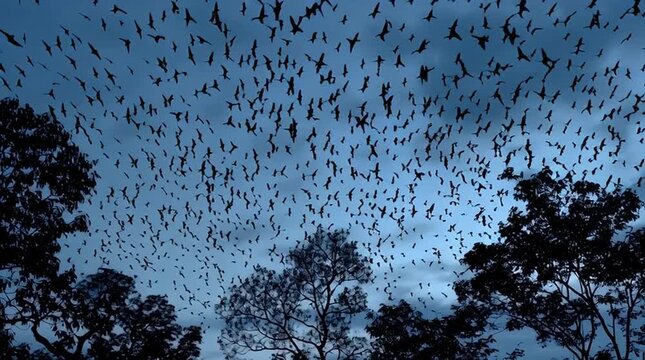 Flock of flying bats dusk over forest silhouette dramatic evening sky and motion frightening bat flock creating eerie twilight atmosphere flock bat